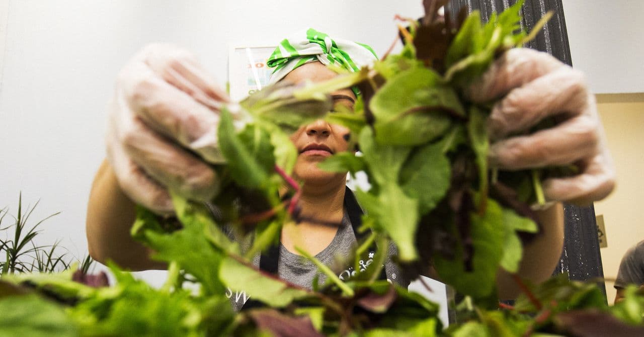 Salad Chains Struggle Amid Cyclosporiasis Outbreak